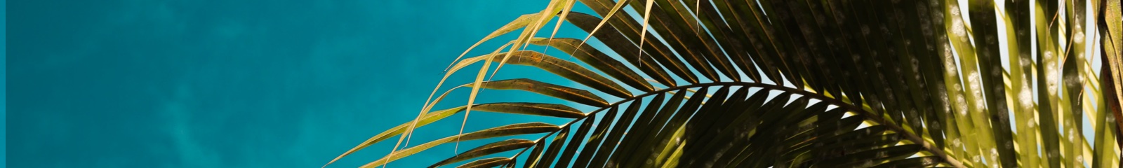 Fern banner
