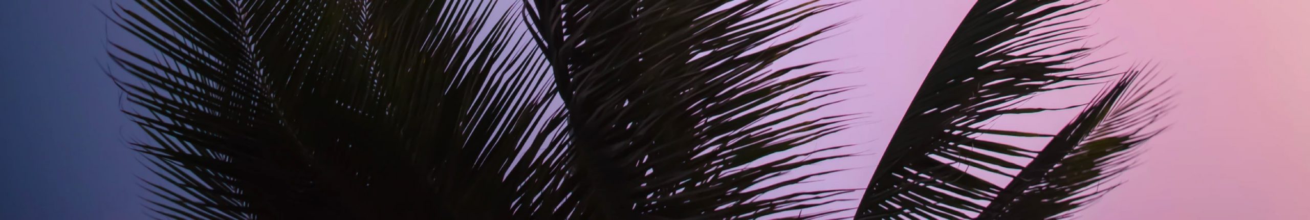 Palm tree banner - Orlando vacation rentals - Jeeves